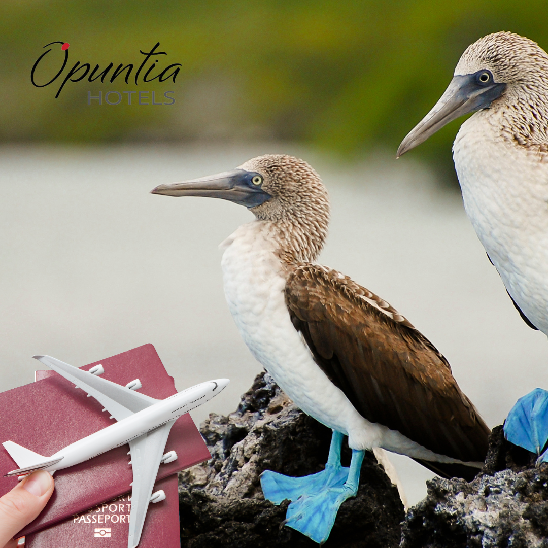 Cómo Viajar a Galápagos en 2025 Todo lo que Necesitas Saber