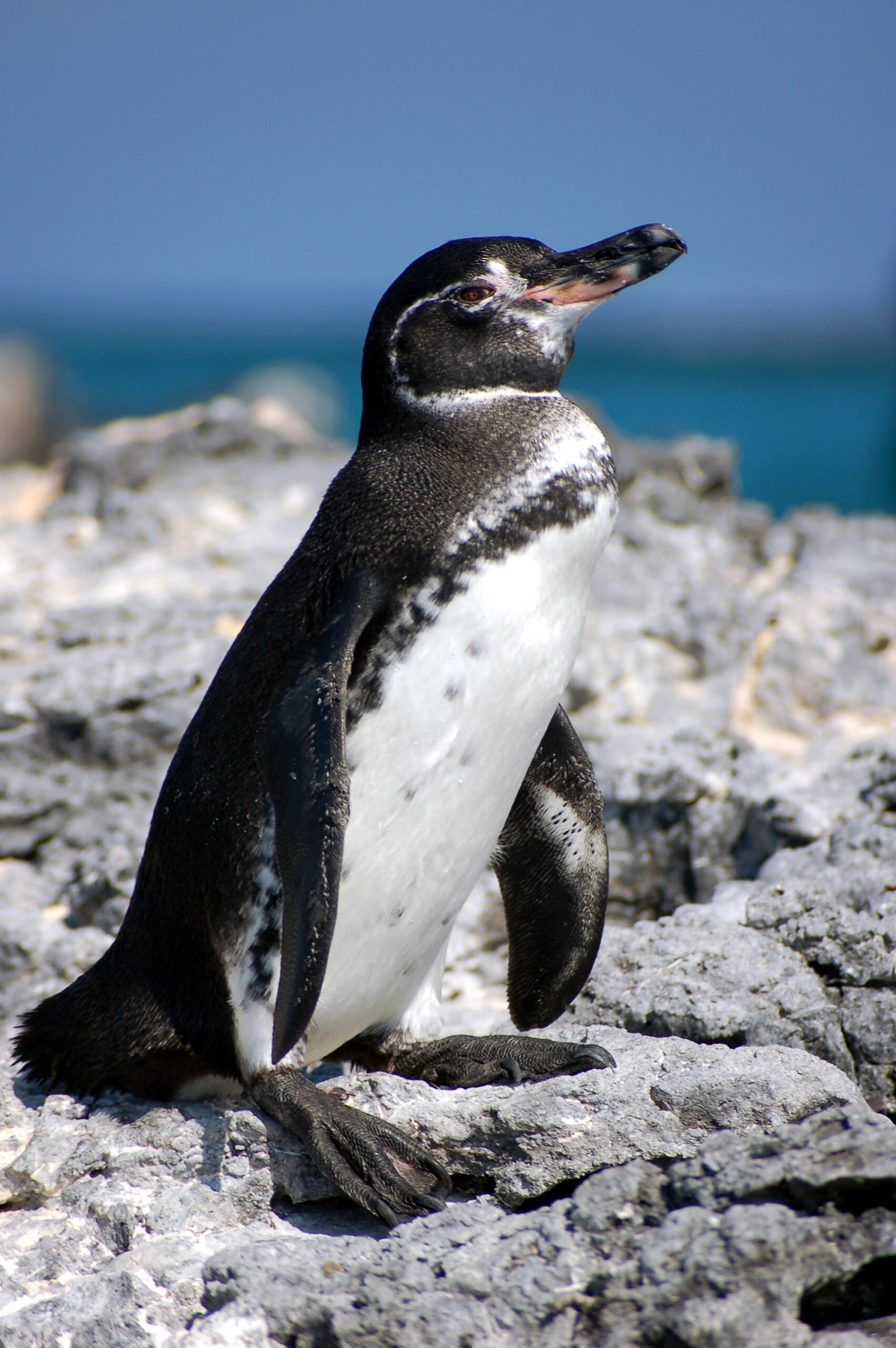 Animales en Galapagos